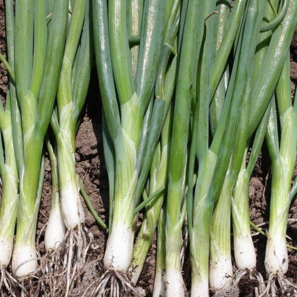 BIO Stengelui 'Ishikura Long White' – Allium fistulosum Zaden