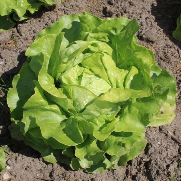 BIO Kropsla 'Suzan' - Lactuca sativa Zaden