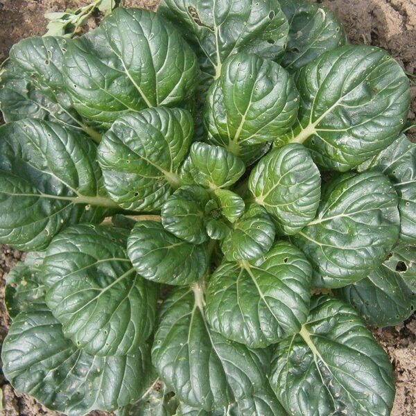 BIO Tatsoi – Brassica rapa Zaden