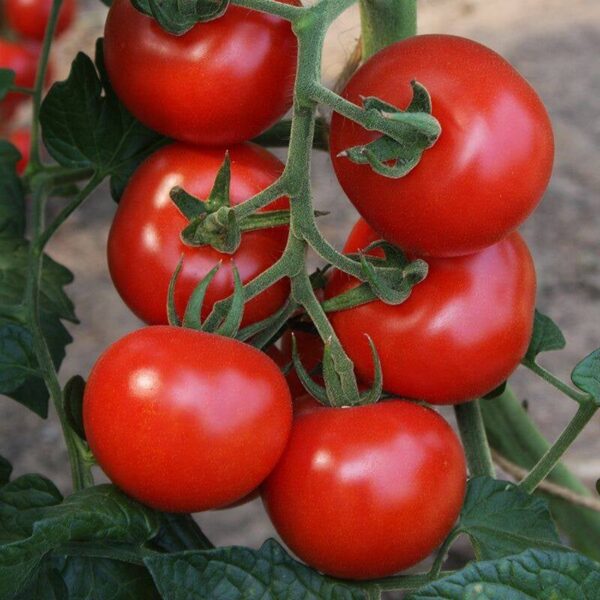 BIO Tomaat 'Bolstar Granda' – Solanum lycopersicum Zaden