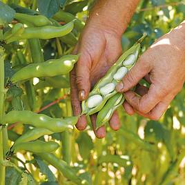 Tuinbonen Leidse hangers - Vicia faba H. Zaden in doosje - Afbeelding 2