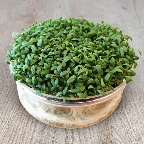 Bio Tuinkers grootbladig (kiemgroente) - Lepidium sativum Zaden