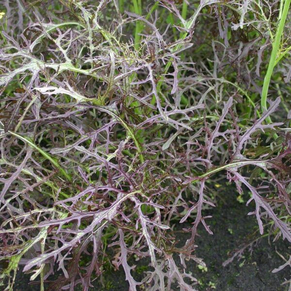BIO Bladmosterd 'Purple Frills' – Brassica juncea Zaden
