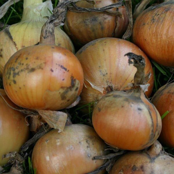BIO Ui 'Rijnsburger 4' – Allium cepa Zaden