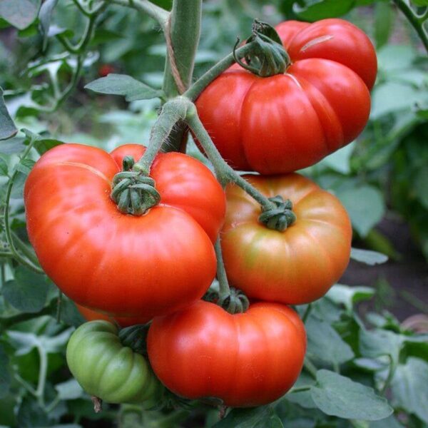 BIO Vleestomaat 'Marmande' – Solanum lycopersicum Zaden